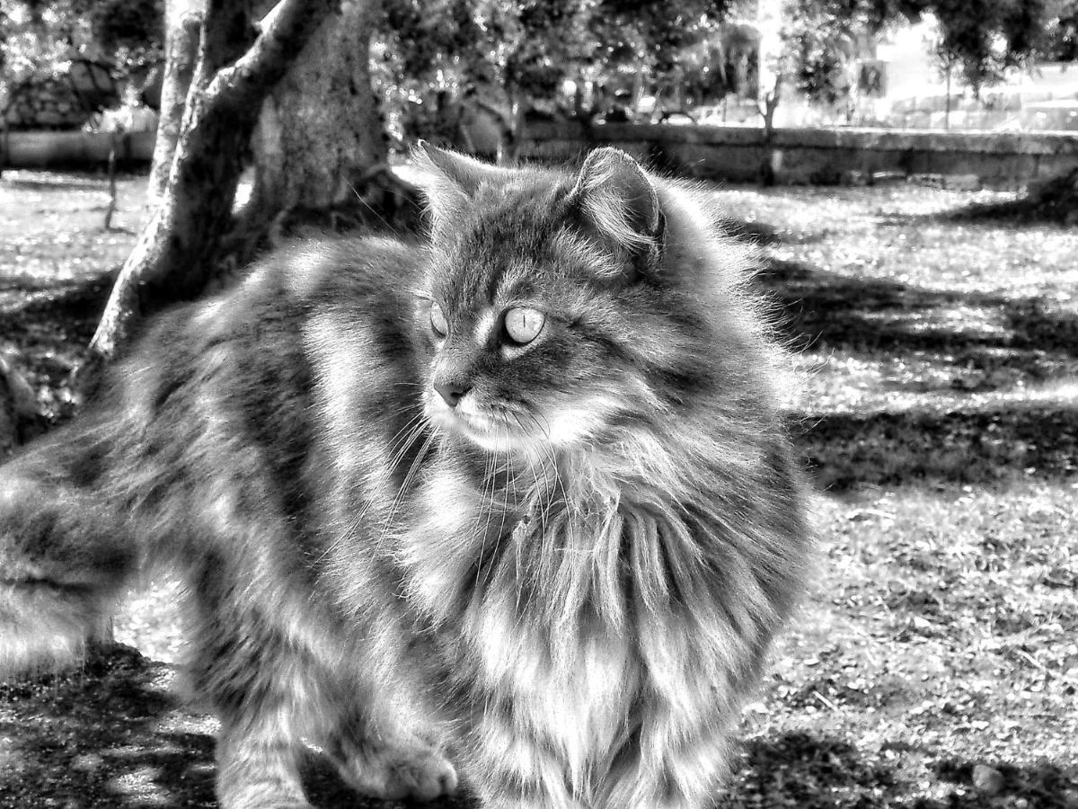 La Cummersa Del Gatto Locorotondo Eksteriør bilde